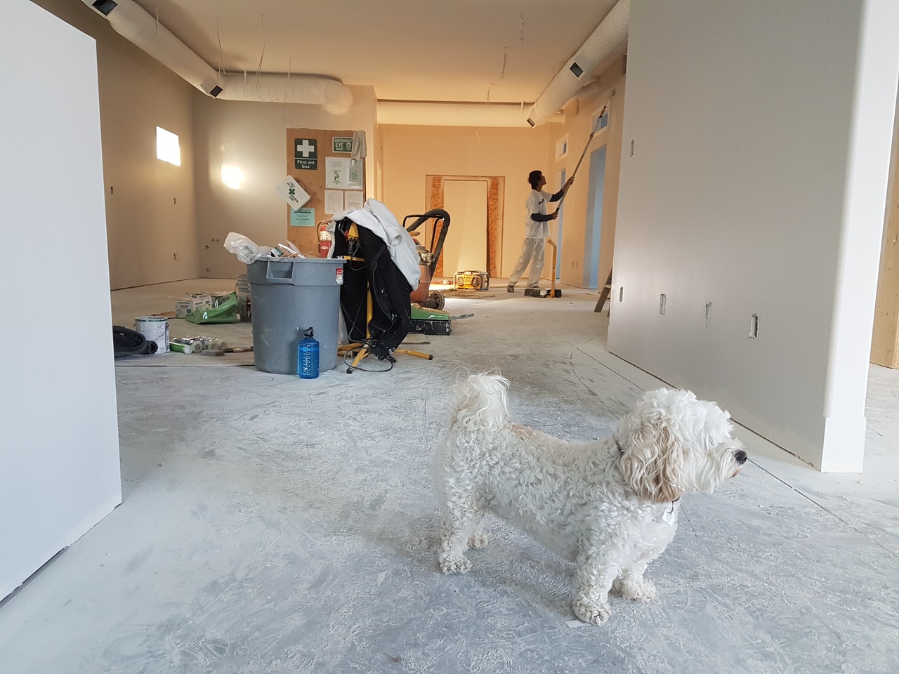 dog in home extension